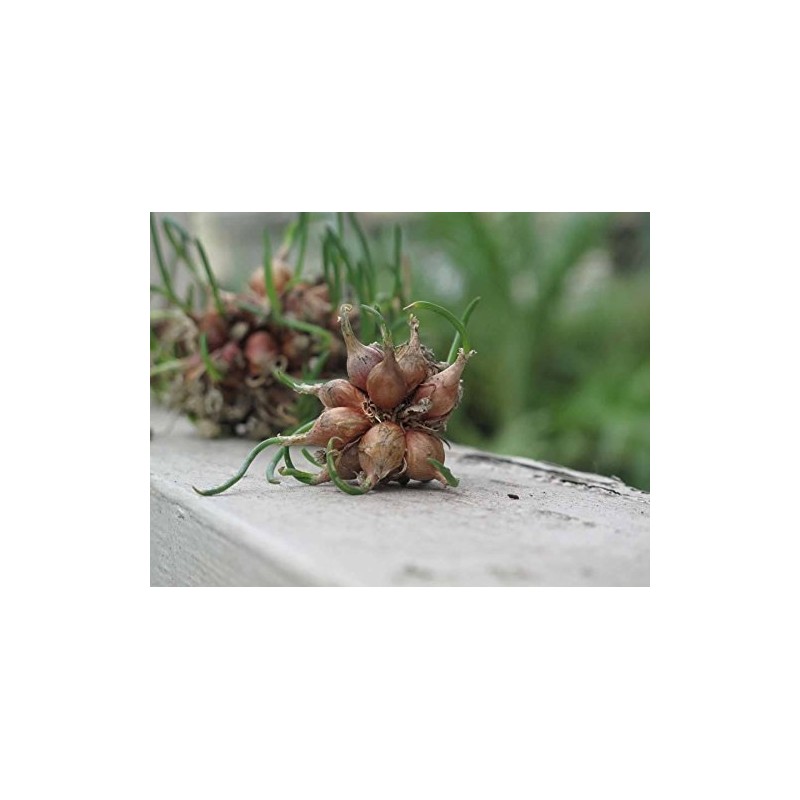 Heirloom Egyptian Walking Onions Prolific Reproducers NON GMO 20 Bulbils