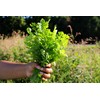 Coriander Leaves. Cilantro Leaf, Cut and Sifted. 1 oz, 4