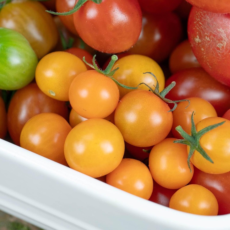 Marshalls Garden - Sungold Cherry Tomato Seeds - Pack of