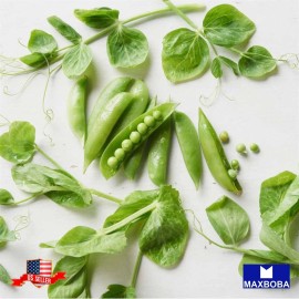 Maxboba Pea Seeds Snow  Oregon Giant Non-GMO Heirloom - 96 Seeds or 1 oz.