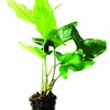 (Mature Potted) 12+ Inch Anubias Heterophylla Freshwater Live Aquarium Plants