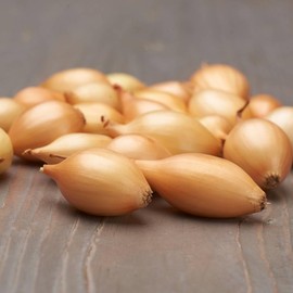 Shakespeare Winter Onions (500 g) - Winter Bulbs Hardy - High Quality from Holland (no Seeds) - Mild Sharp Vegetable Onion - Onion Size 14-21 mm