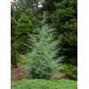 Carolina Sapphire Cypress Tree | 2 Large Gallon Size Plants