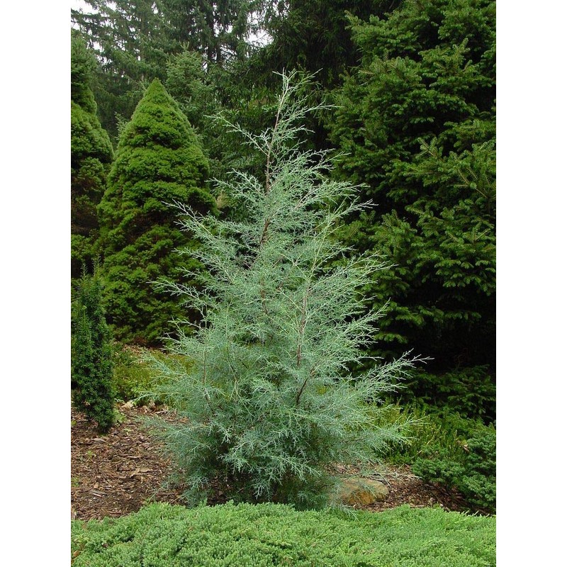 Carolina Sapphire Cypress Tree | 2 Large Gallon Size Plants