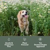 Dandylion Soft Paws | Paw Lotion with Brush | Dog