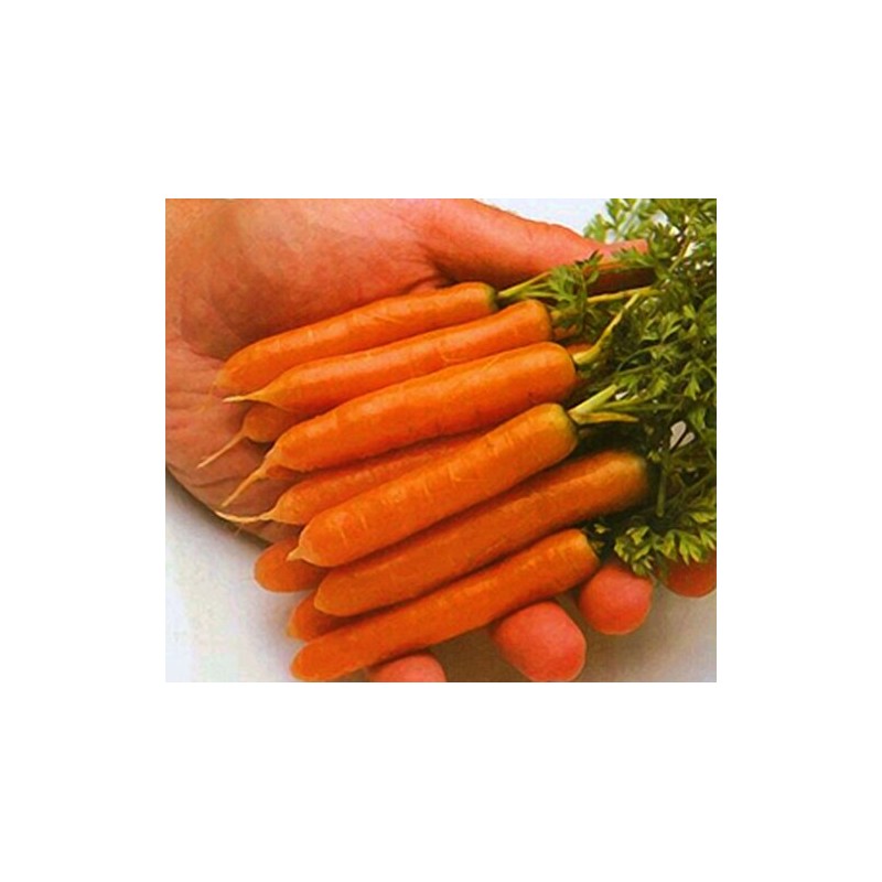 Carrot Little Finger Great Heirloom Vegetable by Seed Kingdom (1