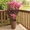 Shell Pink Black Diamond Crape Myrtle, 1 gal. Nursery Pot,