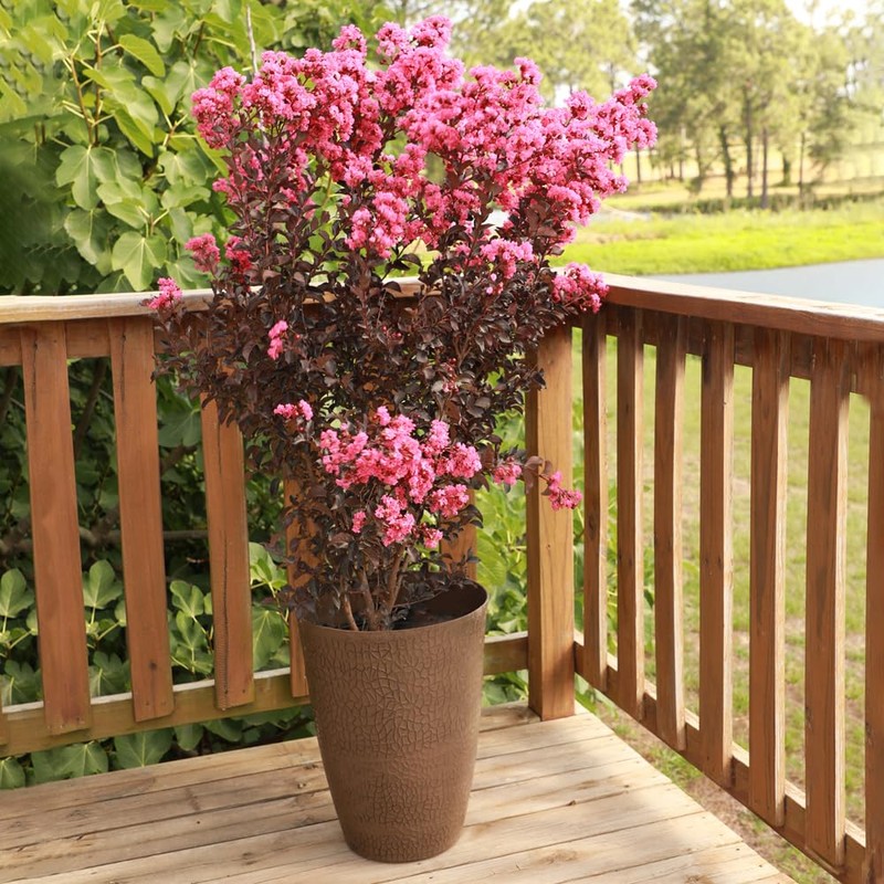 Shell Pink Black Diamond Crape Myrtle, 1 gal. Nursery Pot,