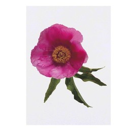 'Single Pink Peony Flower' Temporary Tattoo - Water Resistant, Skin-Safe, Non-Toxic Transfer (TO00075855)