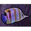 Aquatic Planet Reef Tank Fish Stickers Holographic Shiny Corals for