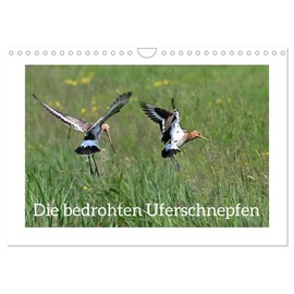 Die bedrohten Uferschnepfen (Wandkalender 2026 DIN A4 quer), CALVENDO Monatskalender