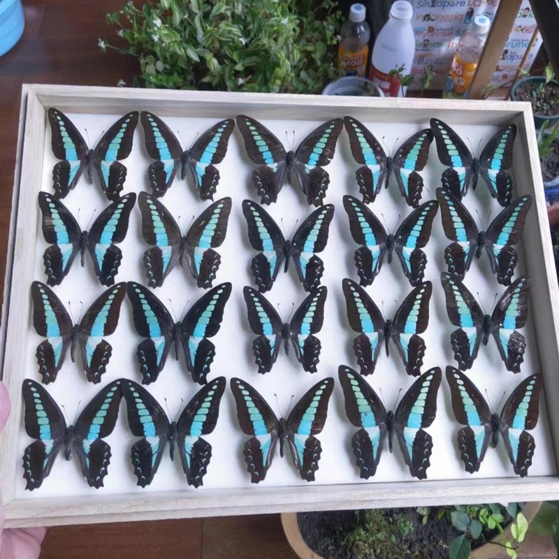 Entomology Starter Pack Includes pins, mounting Board, Spreading Tools, Display