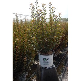 Proven Winners - Physocarpus op. Tiny Wine (Ninebark) Shrub, dark foliage/ dwarf , #3 - Size Container