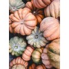 “Magical Mix” Large Pumpkin and Gourd Mix Seeds – Large