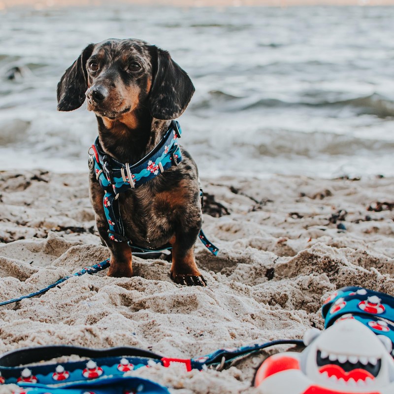 Max & Molly Frenzy The Shark H-Harness, S