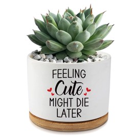 AKAQCHANG Feeling Cute Might Die Later,3.5 inch Ceramic Succulent Cactus Planter Pots,Funny Planters for Indoor Plants,Home Office Pot Decor,for Women Teacher Grandma Plant Lovers(Plant Not Included)