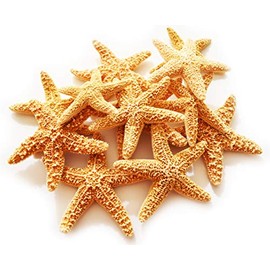 Florida Shells & Gifts - 24 Real Dried Small Sugar Starfish (3-4" / 78-102 mm) Beach Arts and Crafts, Coastal Cottage and Nautical Home Decor, Beach Weddings