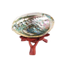 Natural Abalone Shell with Wooden Display Stand for Smudging
