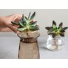KINTO 20331 Flower Vase Luna Base 3.1 x 2.8 inches