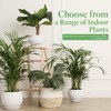American Plant Exchange Areca Palm – Live 4-Inch 3-Pack, Easy-Care