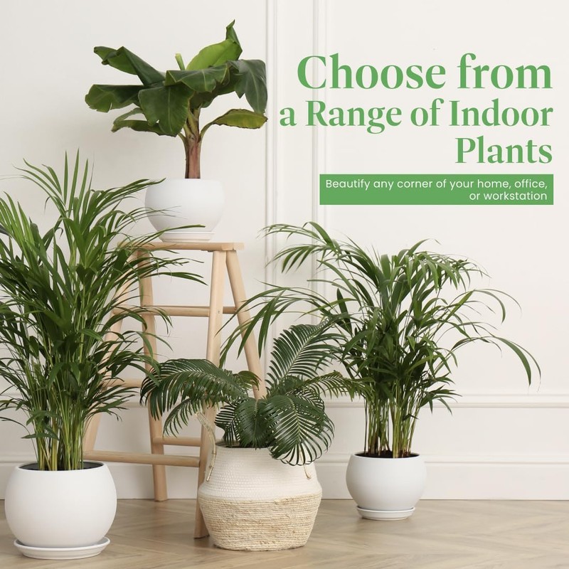 American Plant Exchange Areca Palm – Live 4-Inch 3-Pack, Easy-Care