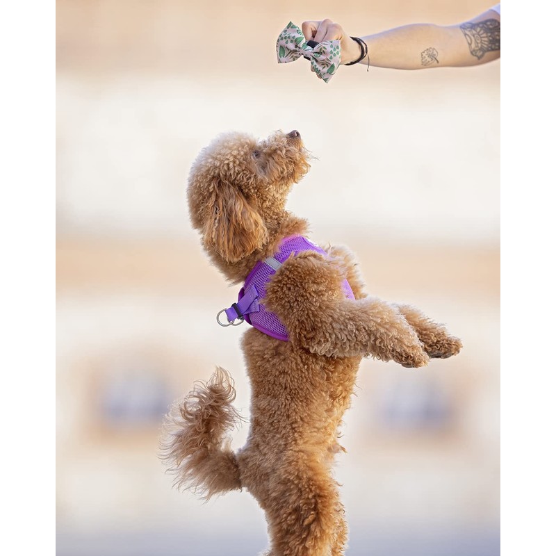 DUKIER - Dog Body Harness, Adjustable and Sturdy Body Armour,