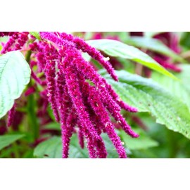 Unique Foxtail Amaranth Amaranthus Caudatus 400 Non-GMO Seeds for Planting Unusual Garden Plant Ideal for Hanging Baskets or in The Ground