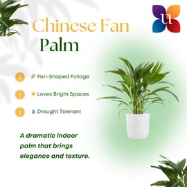 United Nursery Fan Palm – Elegant Tropical Palm in 10-Inch White Décor Pot – 26-32 Inches Tall – Low-Maintenance Air-Purifying Indoor Houseplant for Home and Office Decor