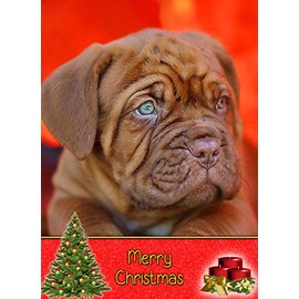 Dogue de Bordeaux Dog Christmas Card 'Merry Christmas' - Special Animal Xmas Card for Him Her from Pets Kids