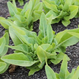 Deer Tongue - Amish Leaf Lettuce Seeds - 0.25 Oz ~6250 Seeds - Non-GMO, Heirloom - Vegetable Garden - Lactuca Sativa