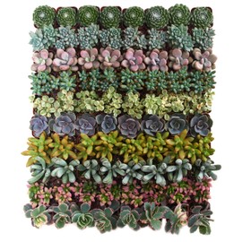 Shop Succulents Assorted Succulent Plant Pack Collection - Live Mini Succulent Plants, Low Maintenance, Mixture of Colors & Textures - Wedding and Party Favors, Gift & Garden, Pack of 32