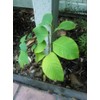 Cherimoya - Annona cherimola - 5 Seeds with High Germination