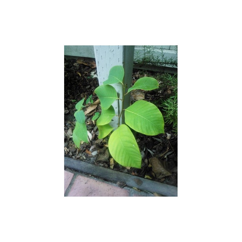 Cherimoya - Annona cherimola - 5 Seeds with High Germination