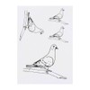 4 x 'Pigeon on a Branch' Temporary Tattoos - Water