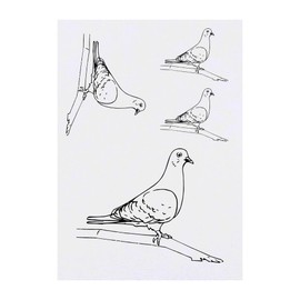 4 x 'Pigeon on a Branch' Temporary Tattoos - Water Resistant, Skin-Safe, Non-Toxic Transfers, Mixed Sizes (TO00074864)