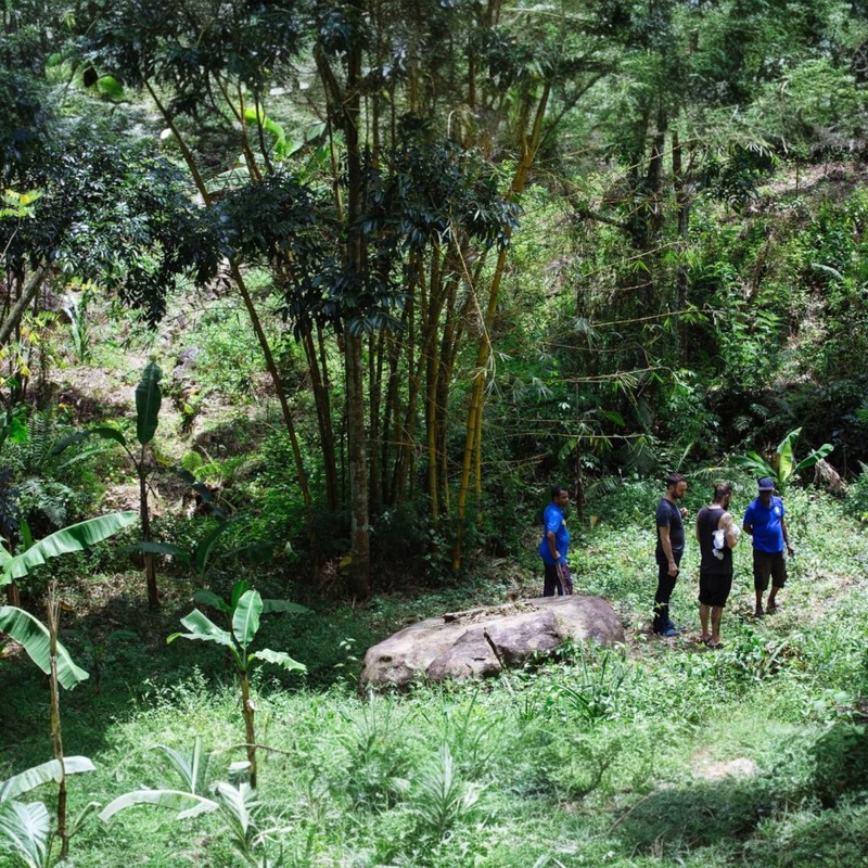 Somage Relaxing Herbs Pyramid infusers x 50