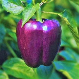 TomorrowSeeds - Purple Beauty Sweet Bell Pepper Seeds -  Majestic Violet Belle Star California Chile Non GMO Vegetable Seed For 2024 - Specification: 100+ Count Packet