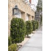 Ligustrum Waxleaf Privet | 1 Large Trade Gallon Size Plants