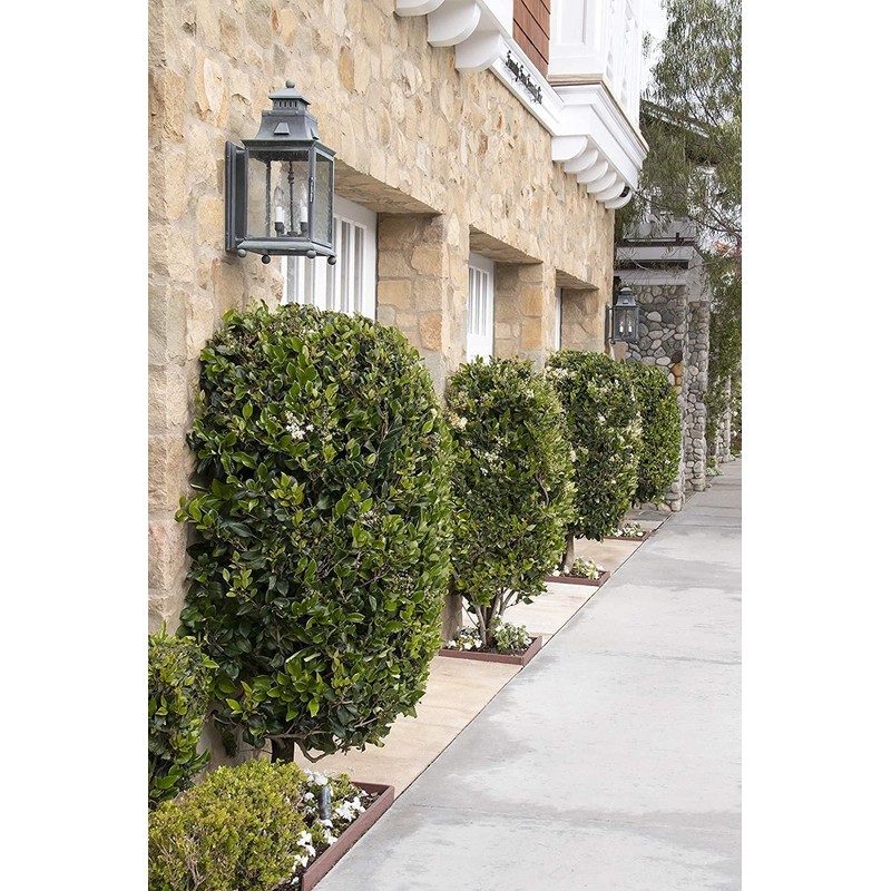 Ligustrum Waxleaf Privet | 1 Large Trade Gallon Size Plants