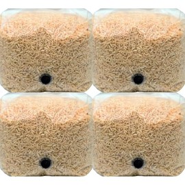 Premium Brown Rice Mushroom Spawn Bag | Sterilized Grain Spawn with Injection Port | 3 lb Each (4)
