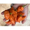 Habanada Heatless Habanero Sweet Pepper Premium Seeds for Planting Packet