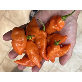 Habanada Heatless Habanero Sweet Pepper Premium Seeds for Planting Packet