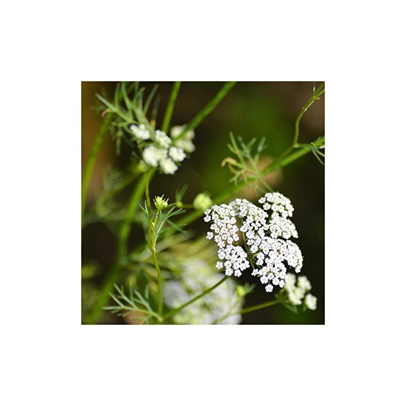 Everwilde Farms - 1/4 Lb Cumin Herb Seeds - Gold