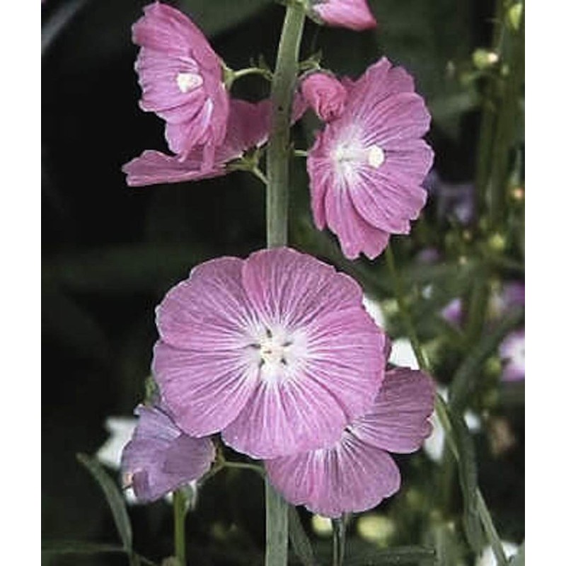 Miniature Hollyhock Seeds, Sidalcea malviflora