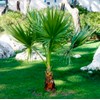 KIRA SEEDS - Seeds Washingtonia Nicanora Palm California Fan Palm