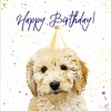 Cockapoo Birthday Card - Party Hat