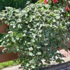 Outsidepride Silver Crest Plectranthus Seeds - 10 Pcs Perennial, Shade-Adapted,