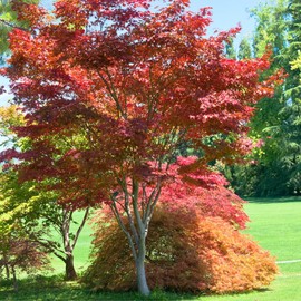  Japanese Red Maple, Compact, Deciduous, Bright Red Leaves, 3 gal, Nursery Pot (Due to Agricultural Laws, we Cannot Ship to CA, AZ, AK, or HI)