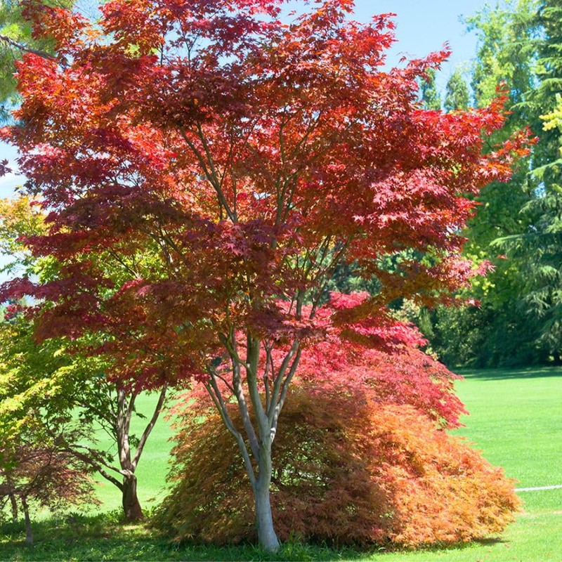  Japanese Red Maple, Compact, Deciduous, Bright Red Leaves, 3