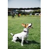Aiminto Dog Collar, Cute Floral Pattern, Soft and Adjustable Collar